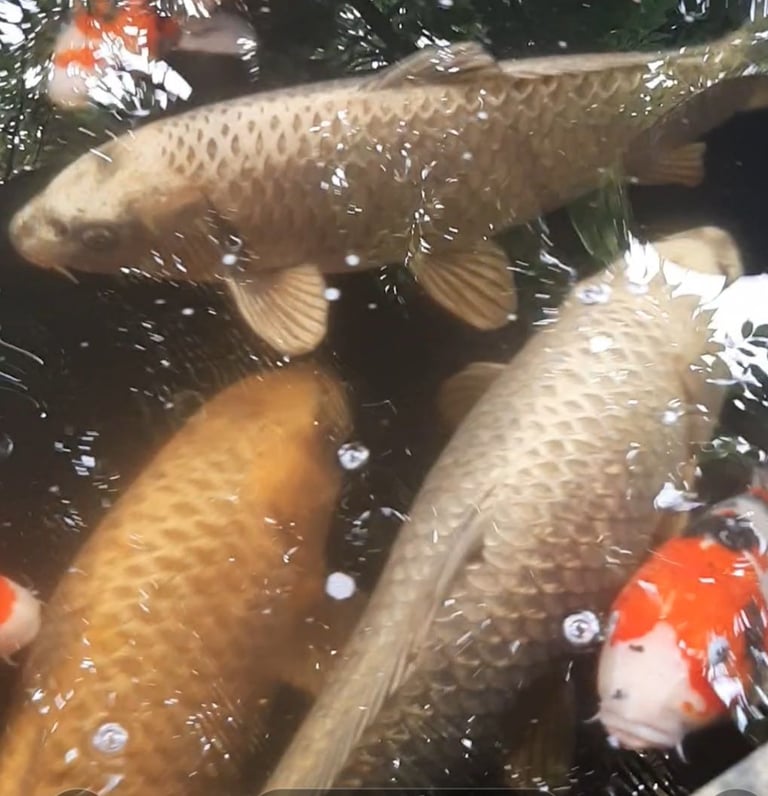 image for 3 large ogan koi for sale 