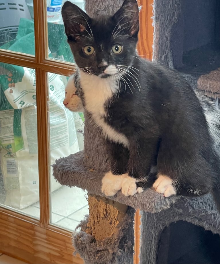 Kittens for sale