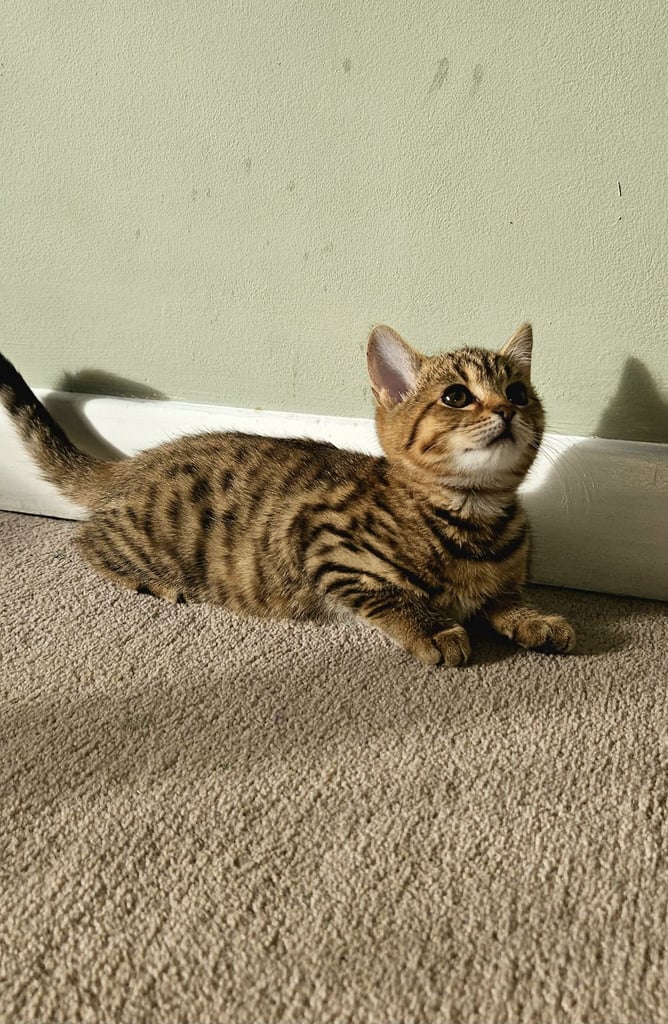 Bengal Cats Kittens for Sale in Buckinghamshire Gumtree