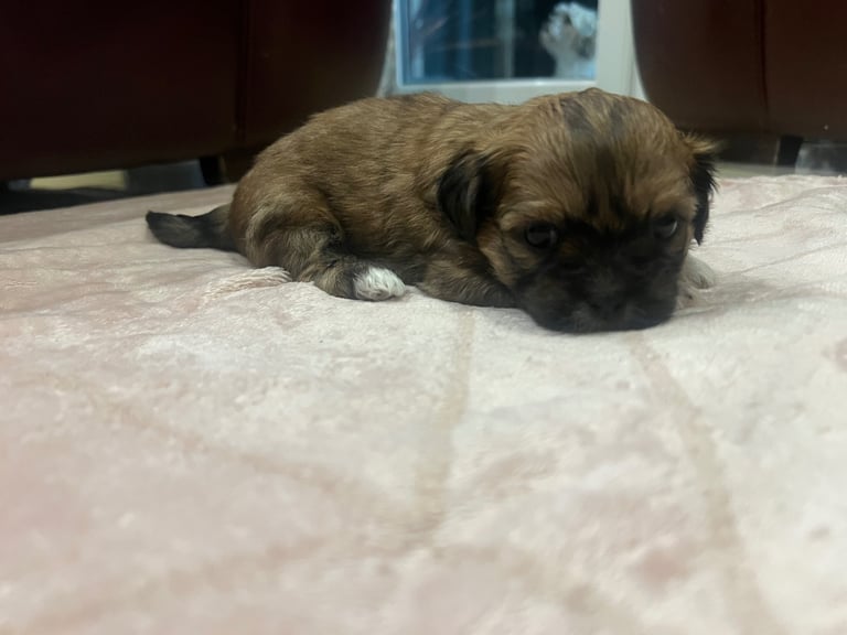 Shih tzu  pups
