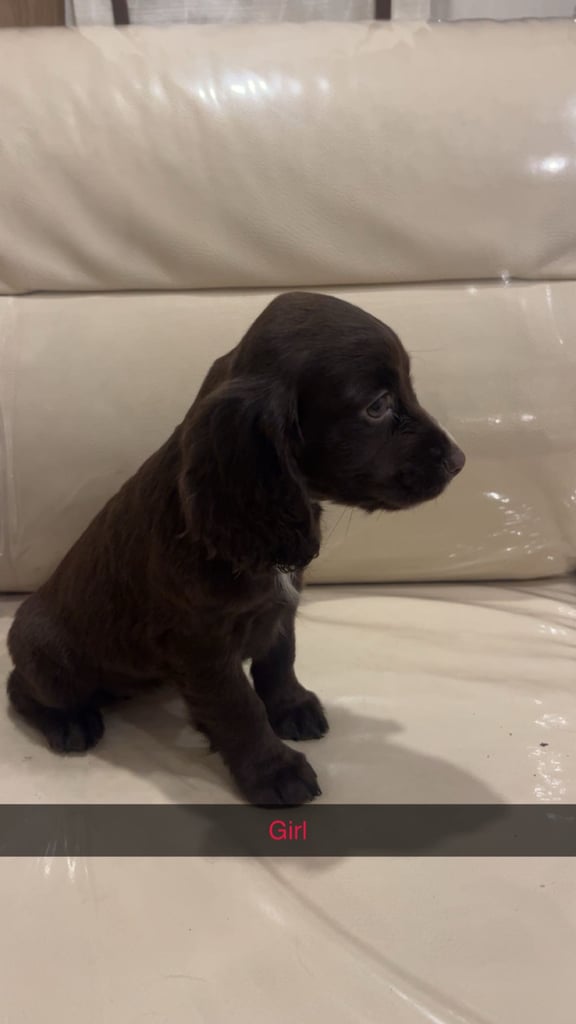 3 chocolate cocker spaniel puppies 