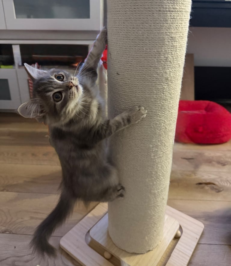 ❤️  Lovely Kittens ❤️