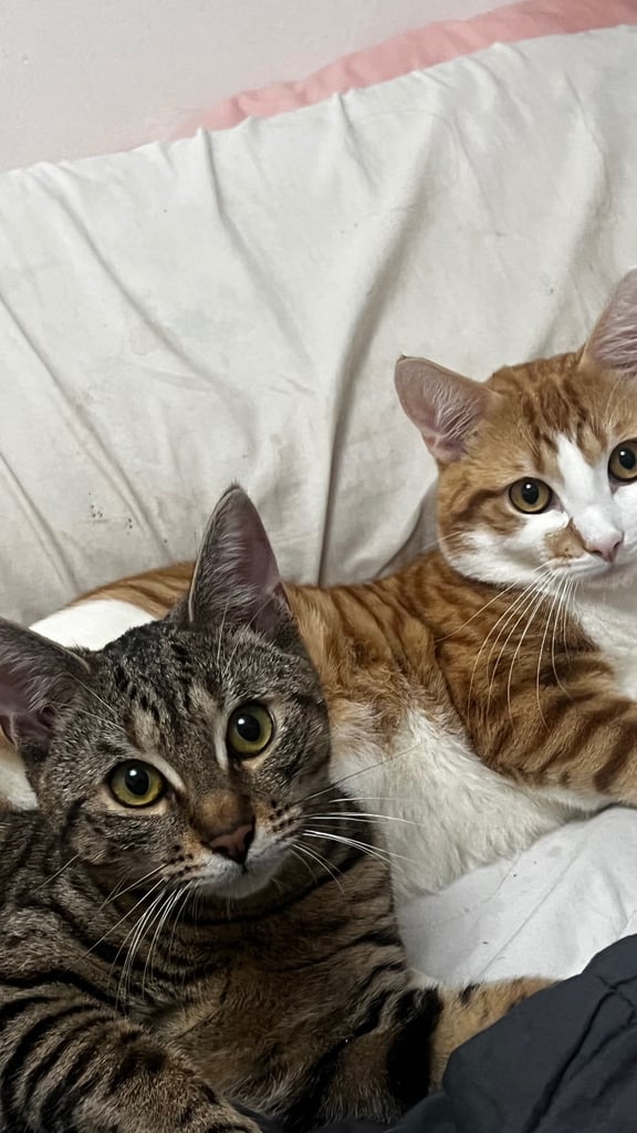 Parent Cat and Kittens for sale