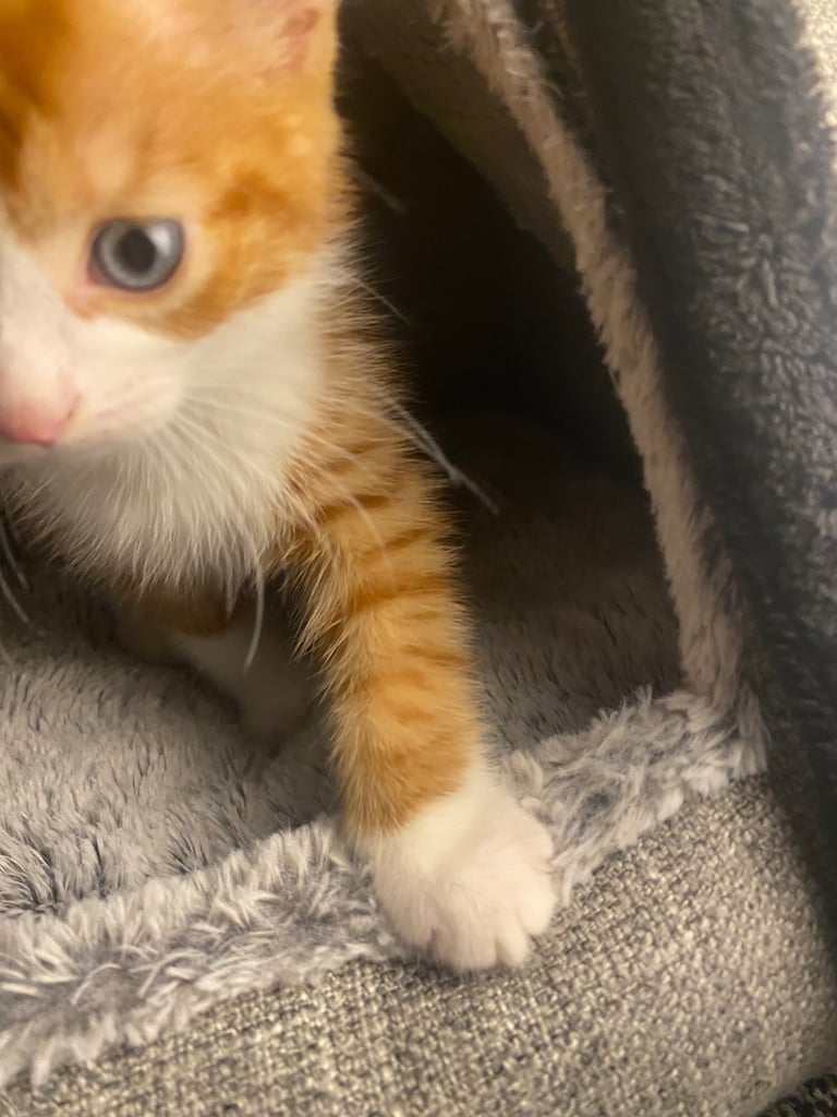 Male White And Ginger Kitten Ready For A New Home 🏡 