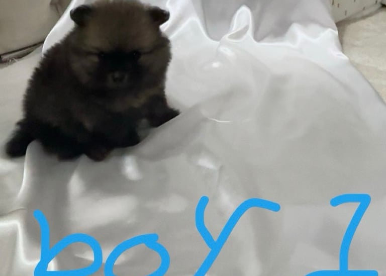 Tiny Pomeranian puppies