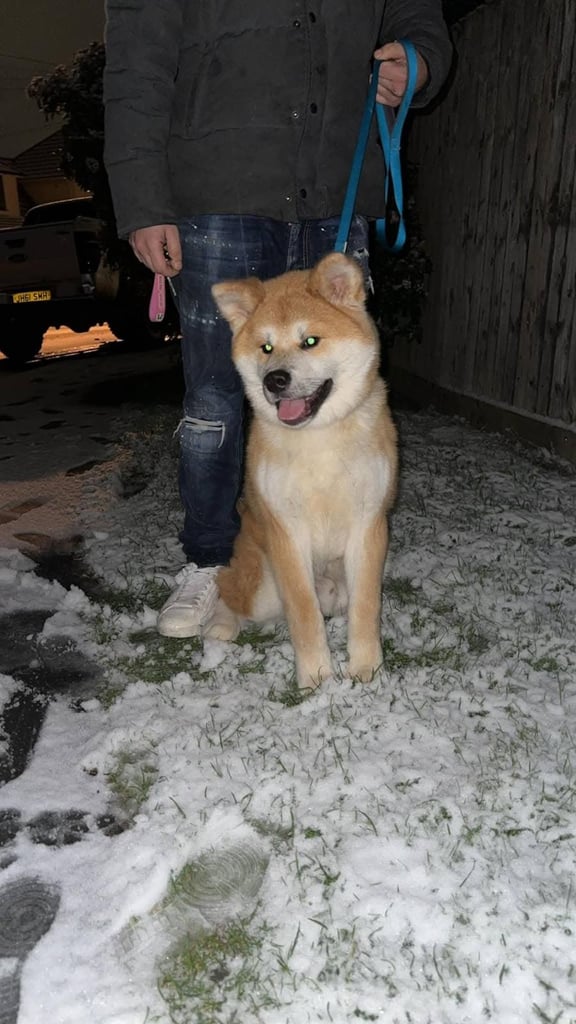 Japanese akita
