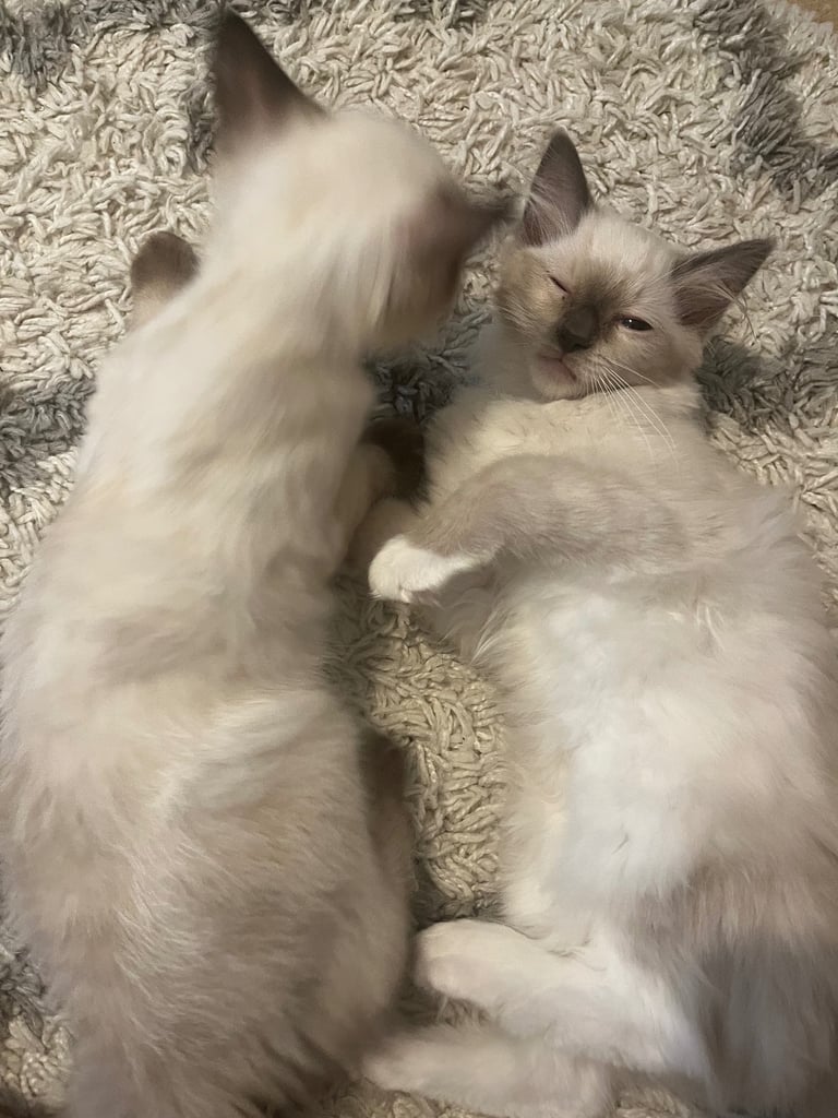 Beautiful Ragdoll Kittens