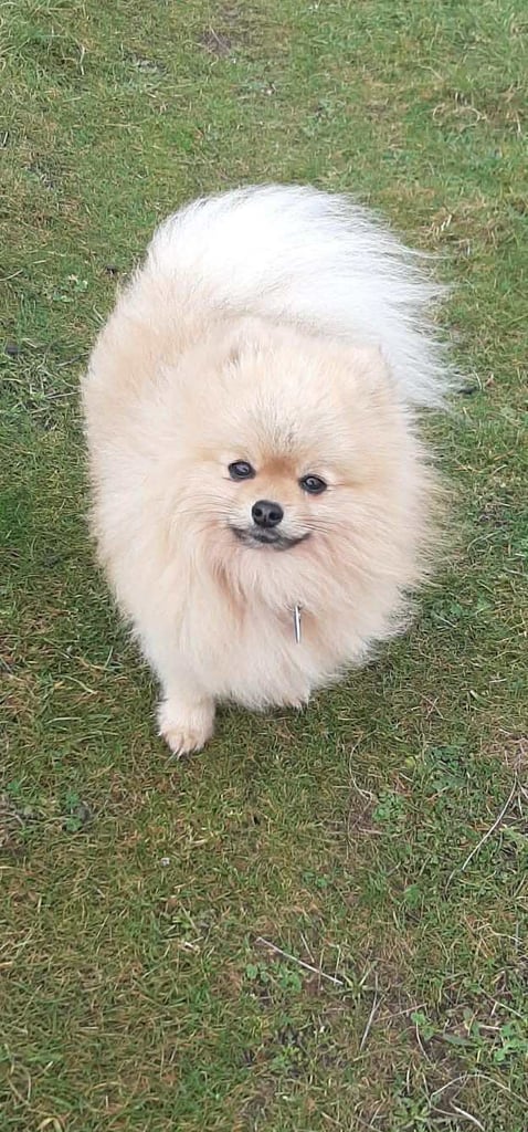 Tiny Pomeranian puppies