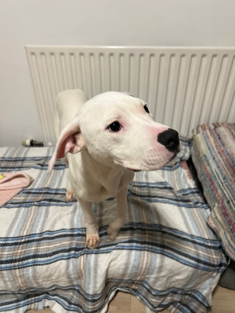 6months American bulldog 