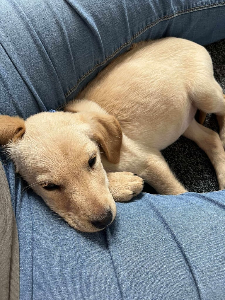 Labrador puppy 🐶 