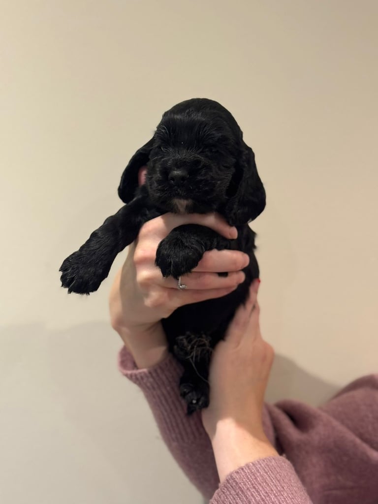 Beautiful black cocker spaniel puppies 