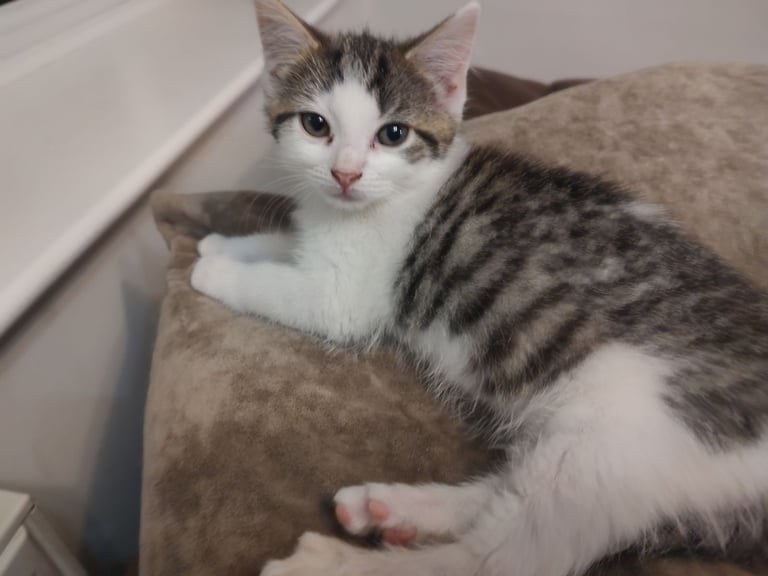 Three stunning kittens available this weekend 
