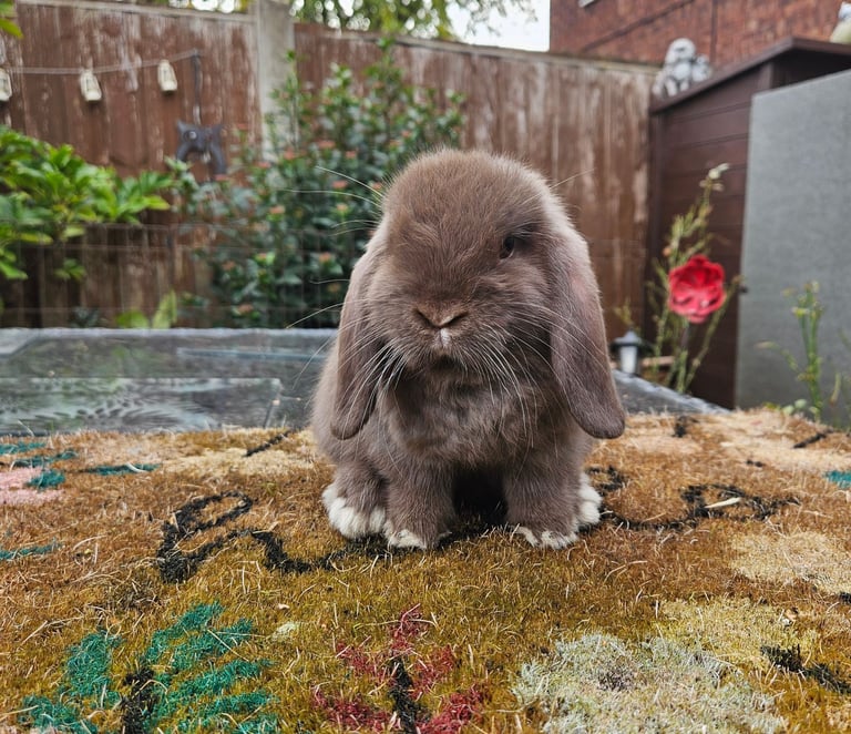 Baby girl mini lop 