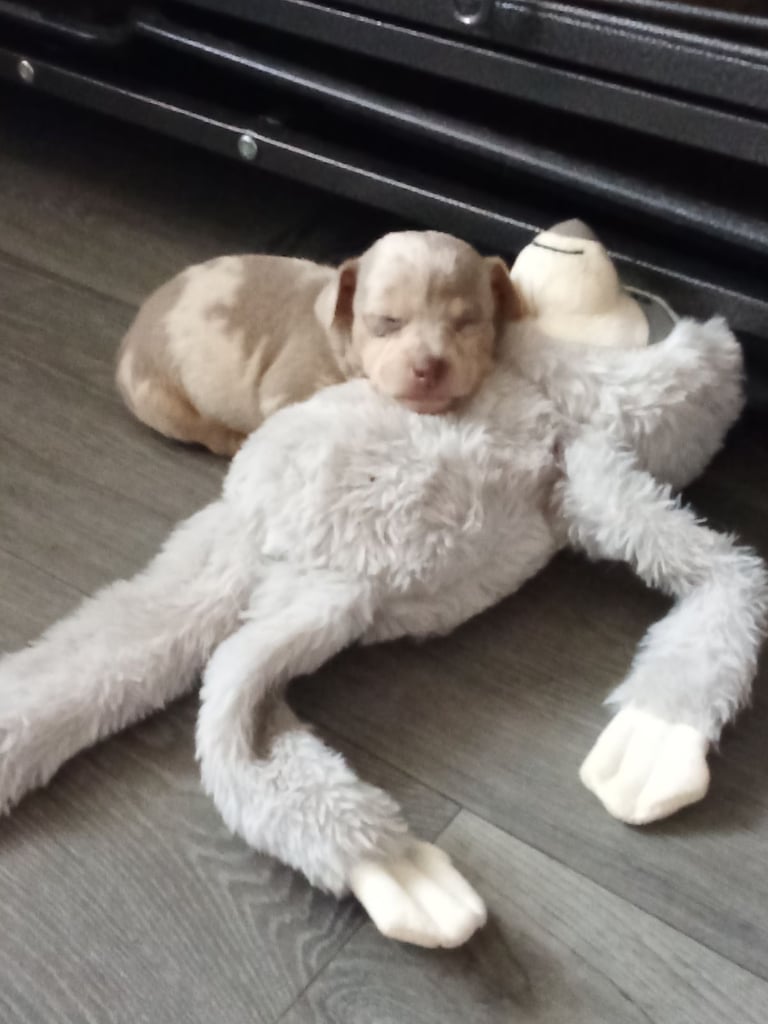 Lilac merle Jack Russell 