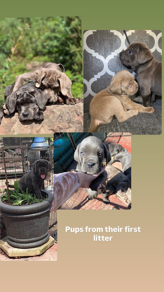 Pure cane corso pups 