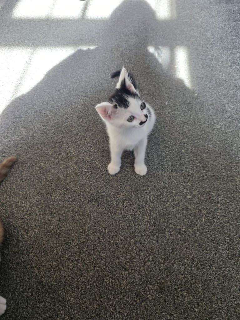 Kittens for sale