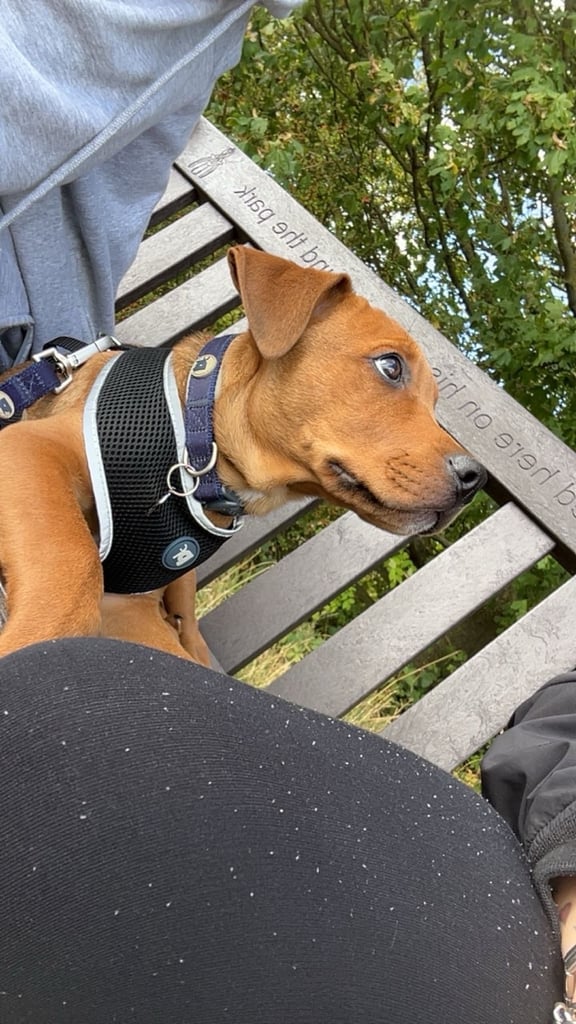 Pup for sale (urgent)