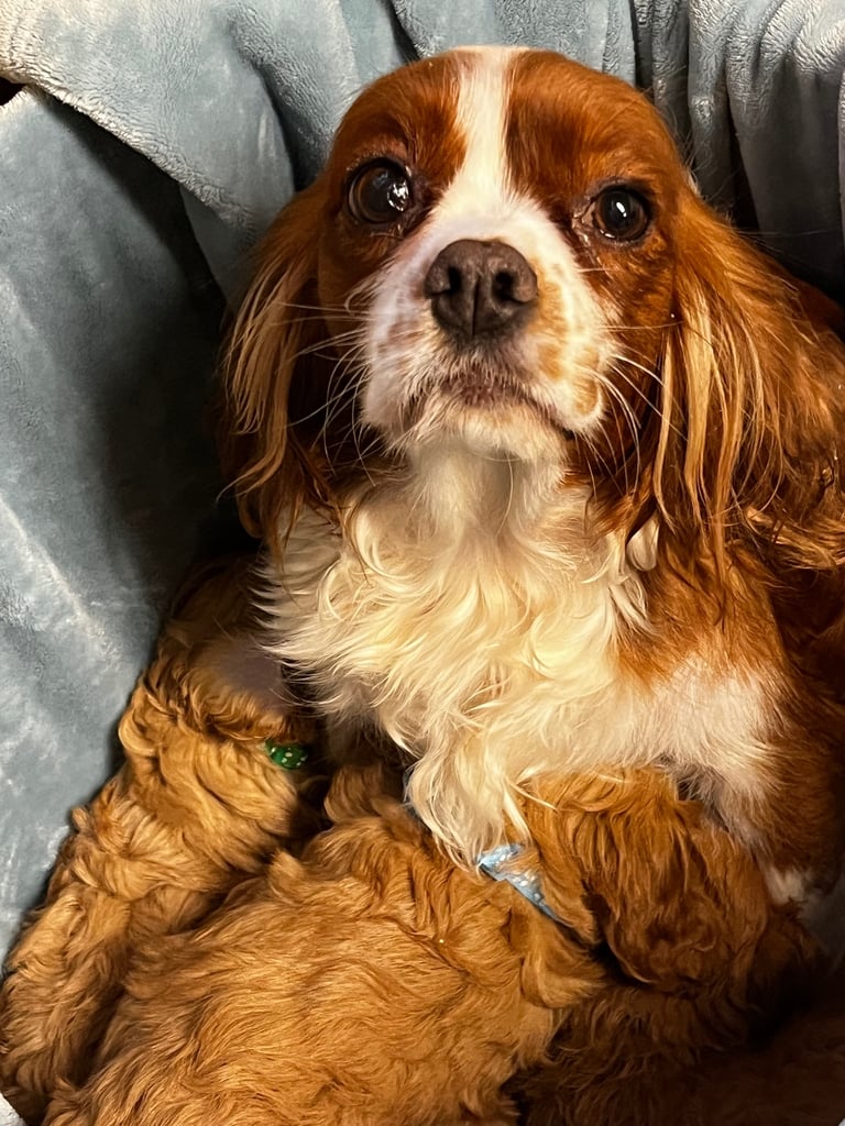 image for Stunning Cava Poo puppies 