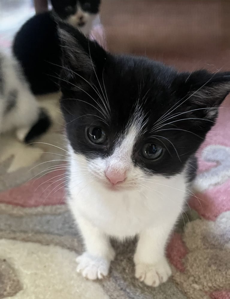 4 Sweet tempered kittens looking for loving homes