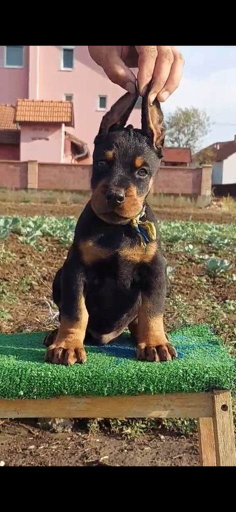 image for 6 month old male Doberman (outstanding)