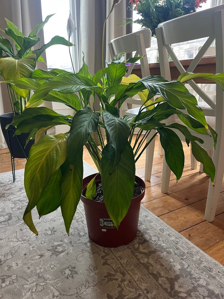 Selling 2 large plants