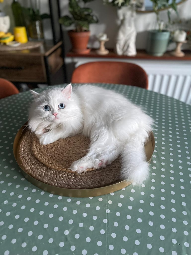 Pure Persian white cat