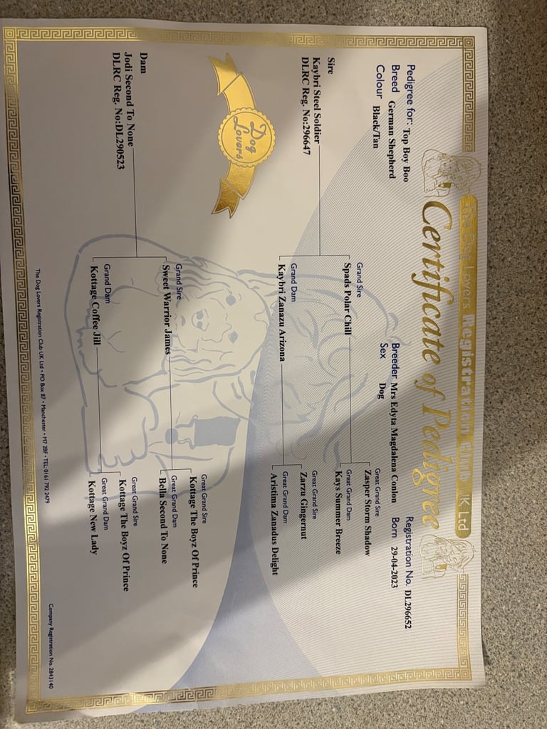 German shepherd male