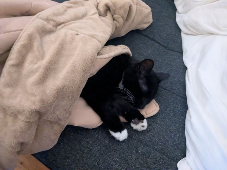 CAT NEEDS HOME - 1 year old male -