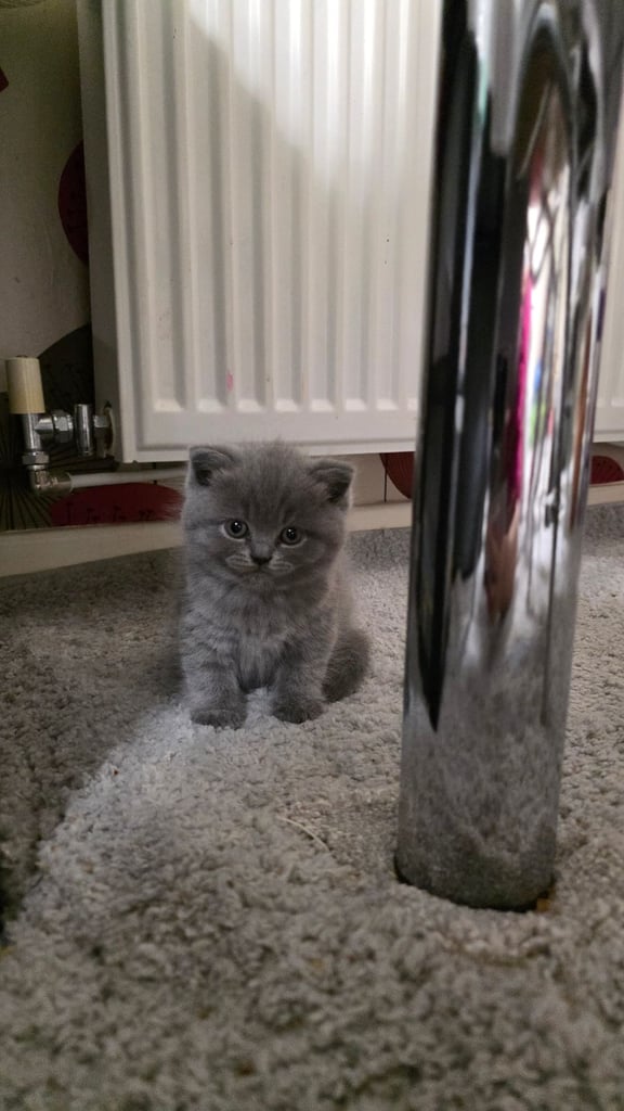 Kittens for sale in Cats Kittens for Sale Gumtree
