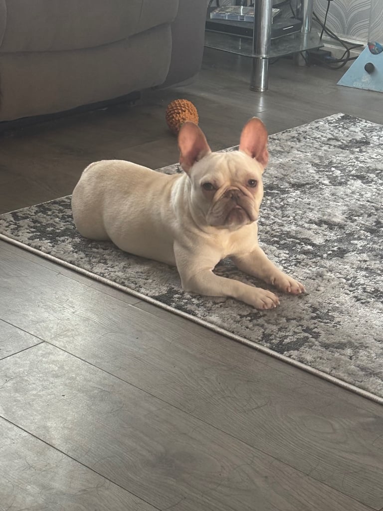 French bulldog 