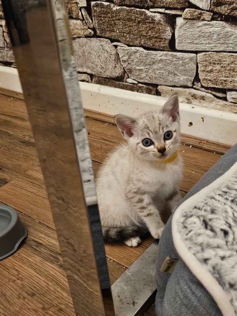 SNOW LEOPARD - SNOW BENGAL KITTENS -LAST ONE LEFT Ready now