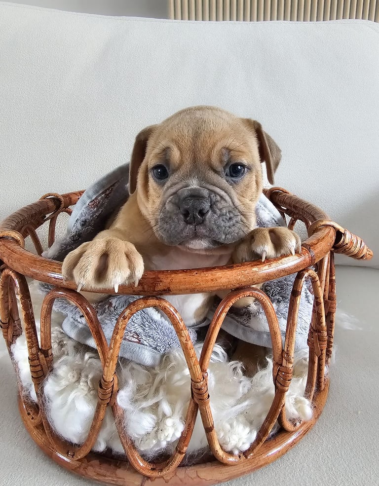 Last available boy Olde english bulldog for sale