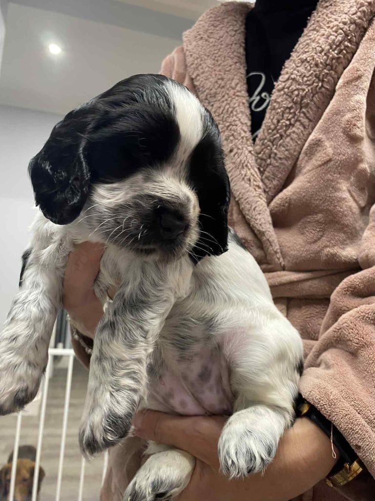 Sprocker spaniel pups