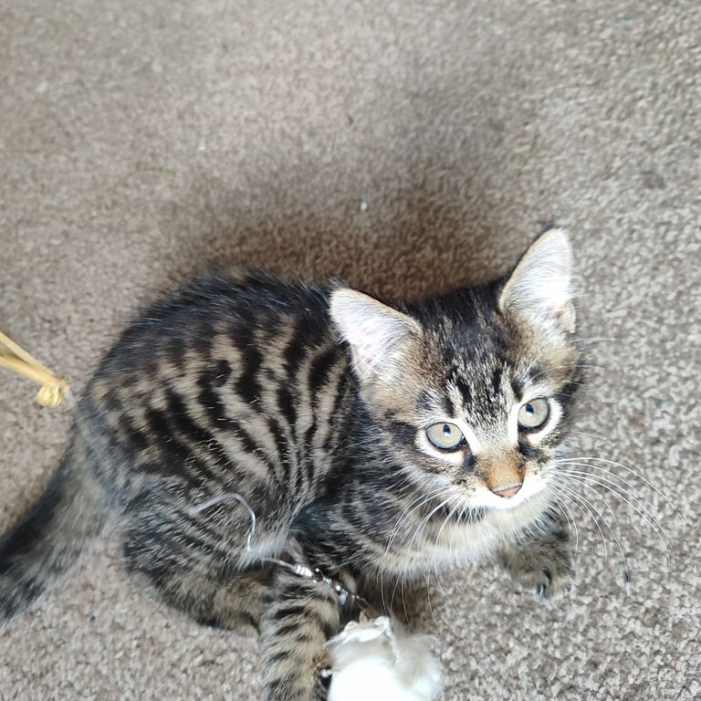 10 weeks old male tabby kitten 