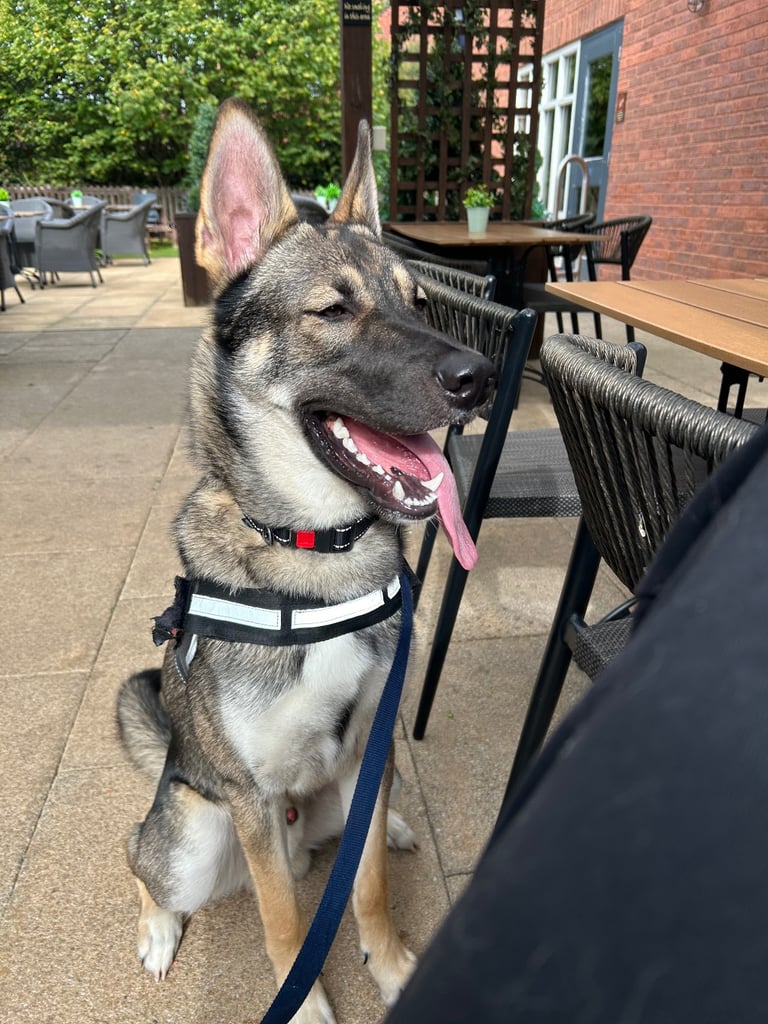 Belgium mal crossed with husky 10 month old