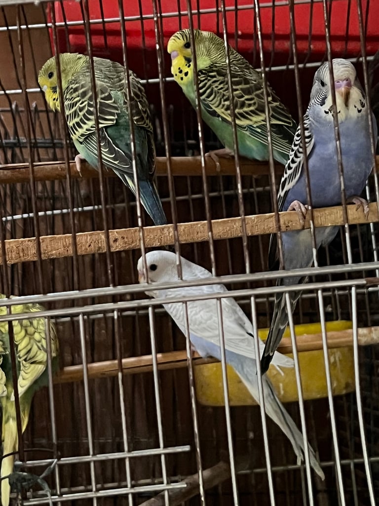 Budgies