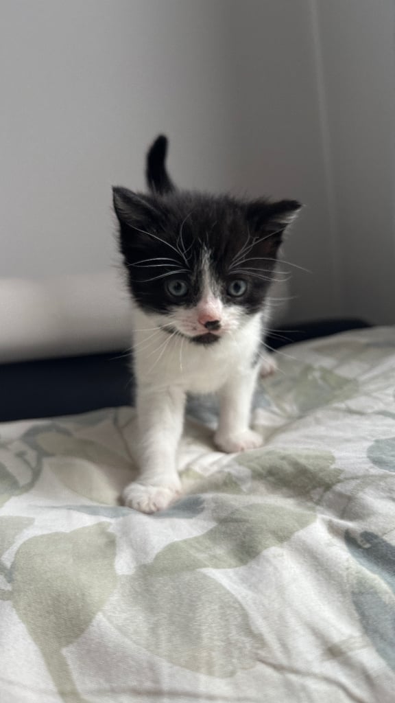 Beautiful Domestic Cats – Mum, Dad & 3 Adorable Kittens (2 Boys, 1 Girl)