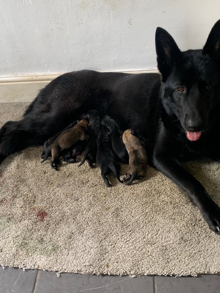 Pups for sale 