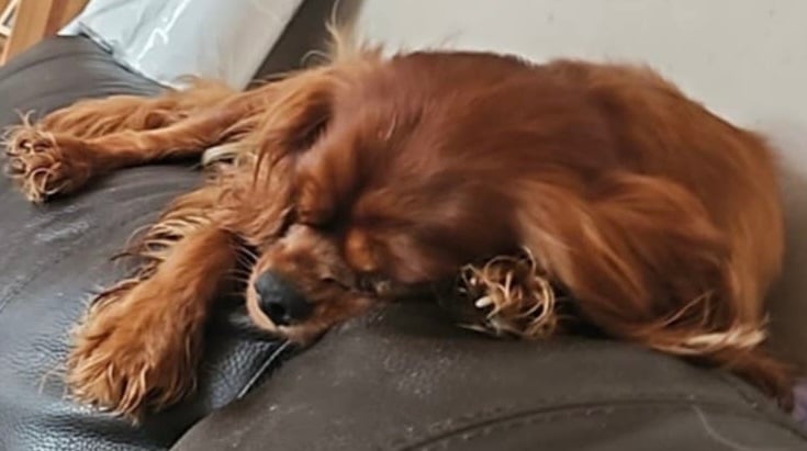 2x 3 year old sister Cavaliers 