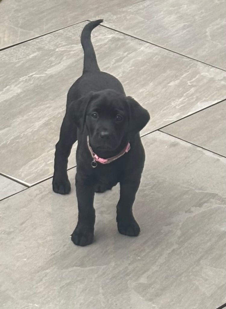 2 chunky gorgeous black labs for sale 