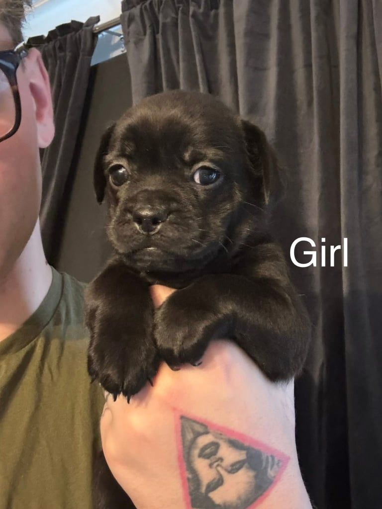 Pug puppies for sale
