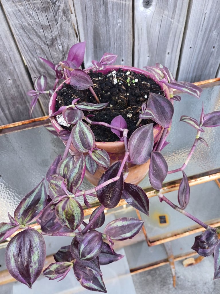 image for Tradescantia  Purple Passion.indoor Plant 