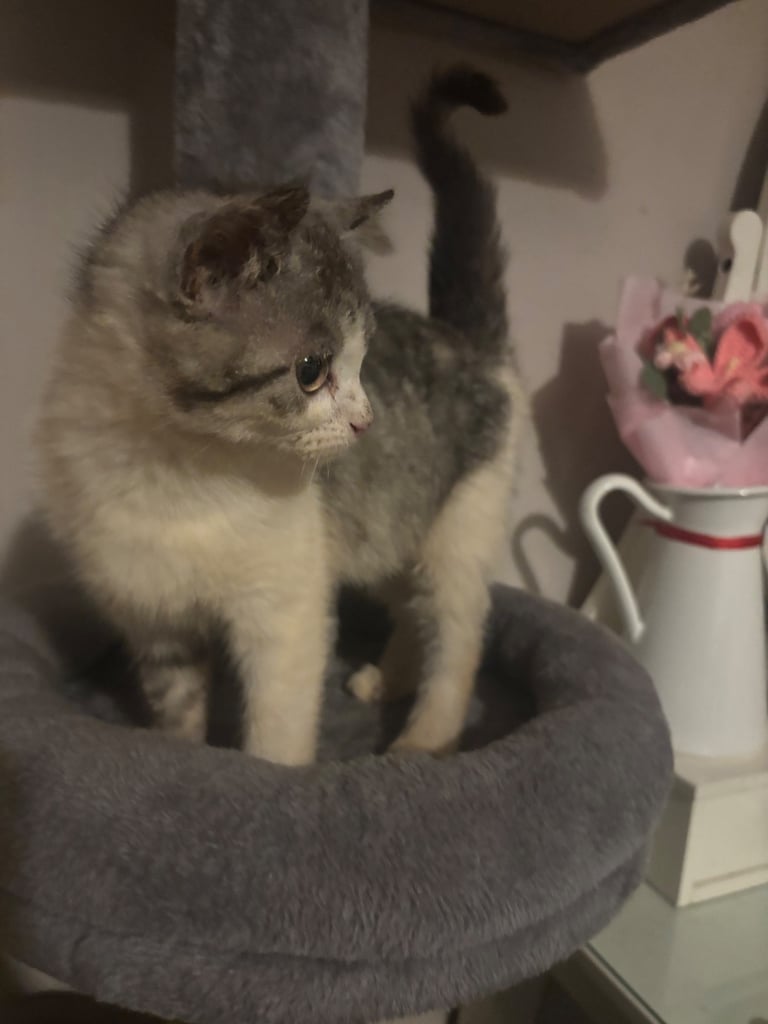 Half Persian kittens 