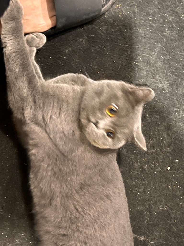Scottish shorthair 