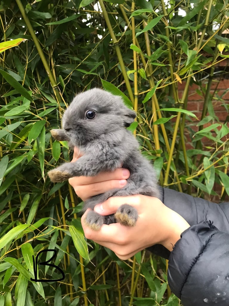 Baby rabbits ready now last 2 boys