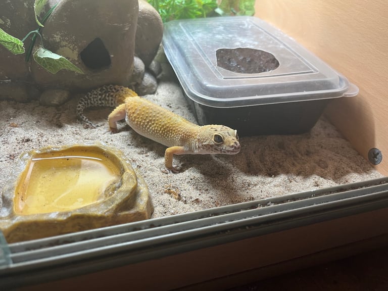 Leopard Gecko + Vivarium full set up