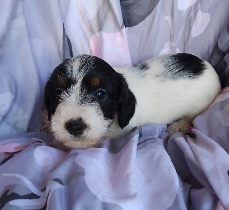 Two black and white boy puppys available 
