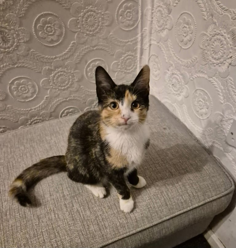 2 Kittens looking for their forever home 