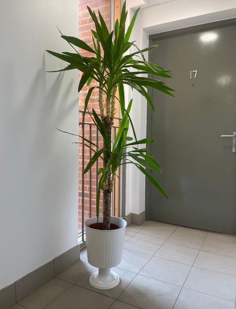 White plant pot stand for large plant in London Gumtree