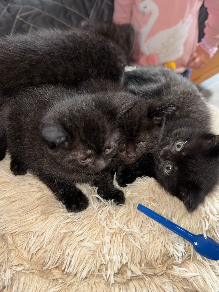Black cats 